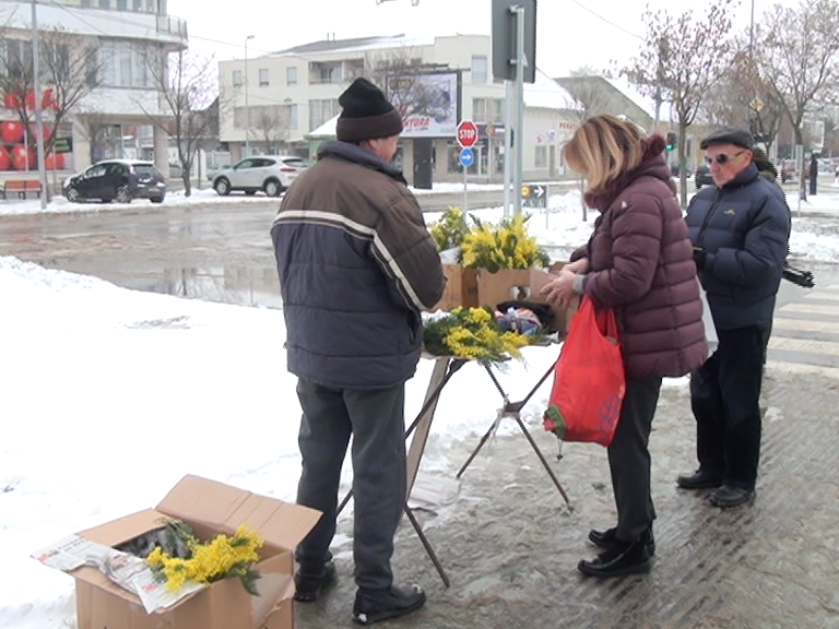 Mimoze u Kikindi najavljuju dolazak proleća