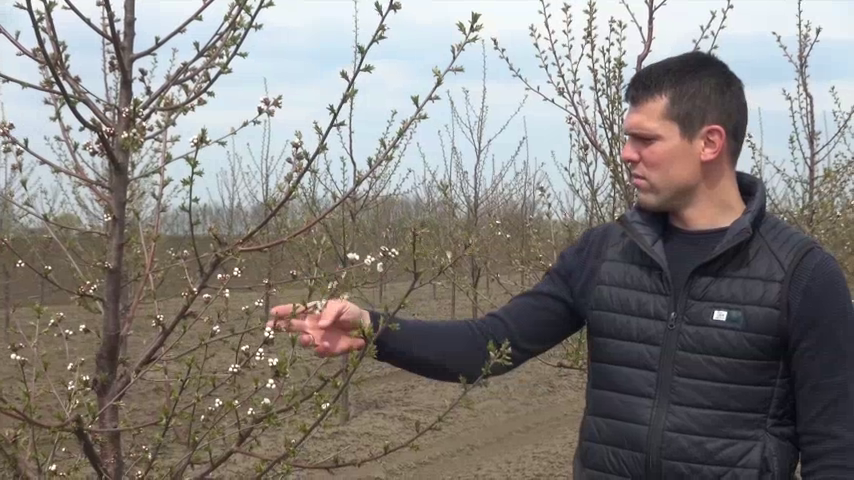 Višnjik porodice Momirov primer dobre prakse uzgoja